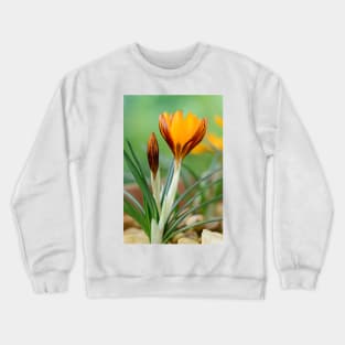 Crocus  &#39;Orange Monarch&#39; Crewneck Sweatshirt